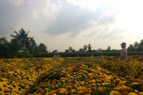 Vườn hoa tại Tỉnh Bến Tre. (Nguồn: Hưng Thịnh/TTXVN)