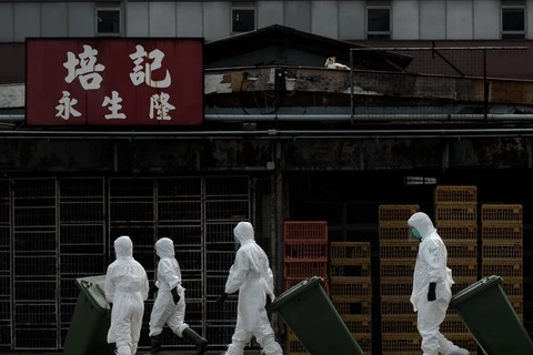 Nhân viên y tế tiêu hủy gia cầm tại một chợ gia cầm ở Hong Kong, Trung Quốc. (Nguồn: AFP-TTXVN)