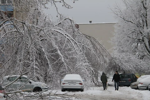 Cây cối bị đốn gẫy do bão tuyết tại thủ đô Ljubljana, Slovenia. (Nguồn: THX-TTXVN)
