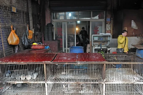 Sau hai tuần đóng cửa do lo ngại cúm gia cầm, các chợ gia cầm ở Quảng Châu đã mở cửa trở lại. (Nguồn: THX-TTXVN)