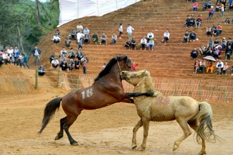 Đấu ngựa ở Tuyên Quang (Nguồn: TTXVN)