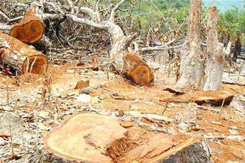 Điều tra việc trộm gỗ quý tại khu bảo tồn Nam Nung