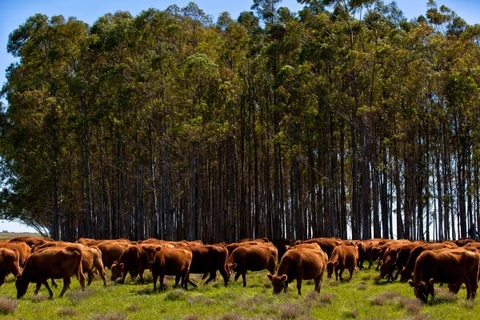 Brazil sẽ phá kỷ lục xuất khẩu thịt bò với khối lượng hơn 1 triệu tấn