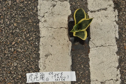 Người biểu tình Hong Kong trồng cây cảnh… giữa đường nhựa