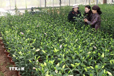Lâm Đồng sẽ cung cấp trên 20 triệu cành hoa lyly cho Tết Ất Mùi