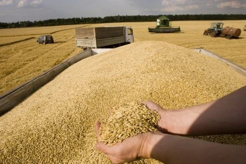 Nga dừng xuất khẩu ngũ cốc để bảo vệ nguồn cung trong nước