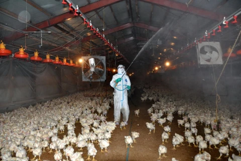 Nhật Bản tiêu hủy hàng vạn con gà sau đợt bùng phát dịch cúm H5N8