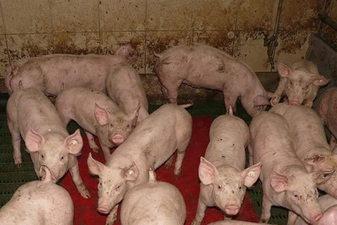 Trung Quốc sa thải 8 quan chức do vụ bê bối thịt lợn bẩn