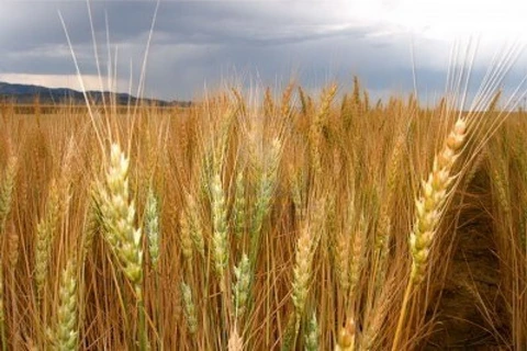 Ai Cập mua 290.000 tấn lúa mỳ của Mỹ để đảm bảo nguồn cung