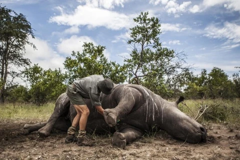 Nam Phi cảnh báo nạn săn trộm tê giác vẫn tiếp tục gia tăng