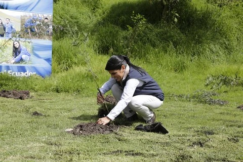 Ecuador tìm cách thiết lập kỷ lục Guinness trồng rừng