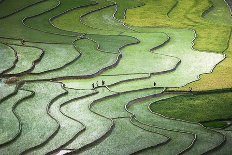 Những mẫu ruộng của người dân miền Bắc Việt Nam. (Nguồn: 500px / Quynh Anh)