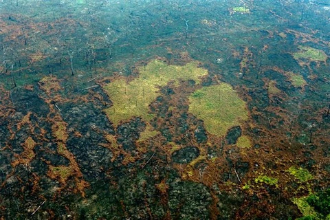 Khu vực rừng Amazon ở Boca do Acre, bang Amazonas (Brazil) trơ trụi sau thảm họa cháy rừng, ngày 24/8/2019. (Nguồn: AFP/TTXVN)
