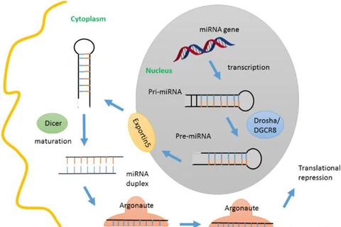 Ảnh minh họa. (Nguồn: ScienceDirect)