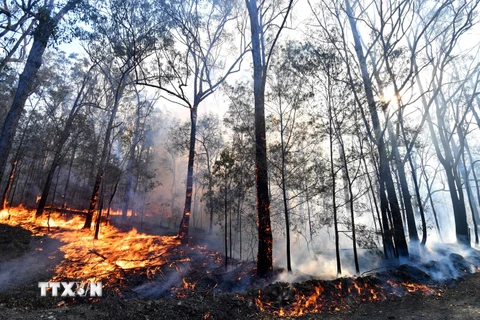 Cháy rừng tại miền Đông Australia khiến 32 người thương vong