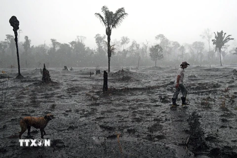 Diện tích rừng Amazon ở Brazil bị chặt phá lớn nhất trong 11 năm qua