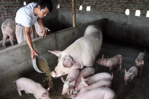 Việc thương lái Trung Quốc tìm mua lợn mỡ là bình thường