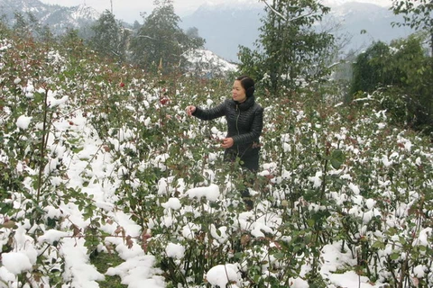 Lào Cai mở rộng diện tích rau xanh sau mưa tuyết