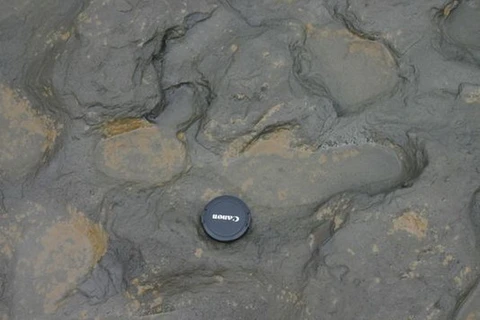 Tìm thấy vết chân người sống cách đây 800.000 năm