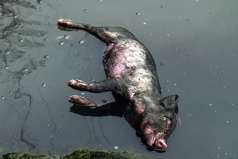 Trung Quốc lại phát hiện hơn 150 con lợn chết trên sông 