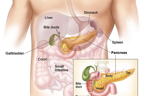 Ung thư tụy khó chẩn đoán nhất vì tụy là bộ phận nằm khuất sâu trong cơ thể. (Nguồn: cancer.gov) 
