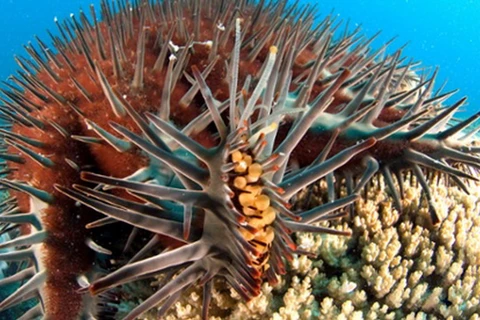 Diệt sao biển bằng phương pháp mới để bảo vệ san hô