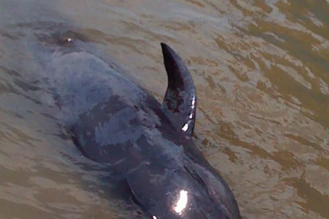 Quảng Bình: Đưa con cá voi nặng 1,5 tạ trở về biển khơi