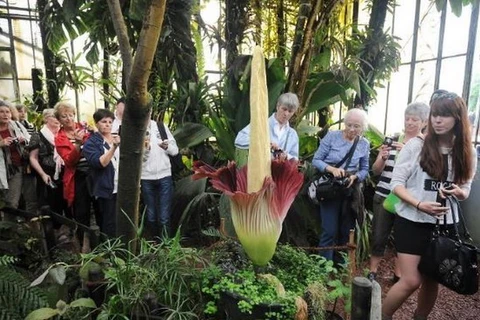 Hàng nghìn du khách xếp hàng xem hoa khổng lồ nở tại Pháp