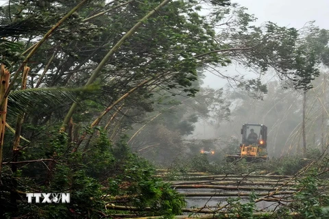 Trung Quốc tiếp tục báo động cao nhất đối với bão Rammasun 