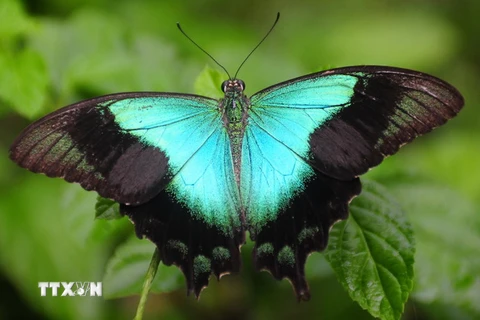 [Photo] Những chú bướm đầy màu sắc ở công viên Gita Persada