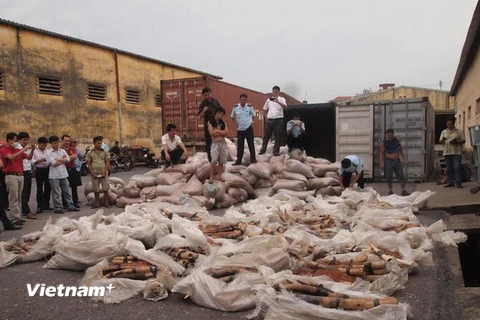 Hải Phòng: Bắt giữ 1 tấn ngà voi được giấu trong container lạc