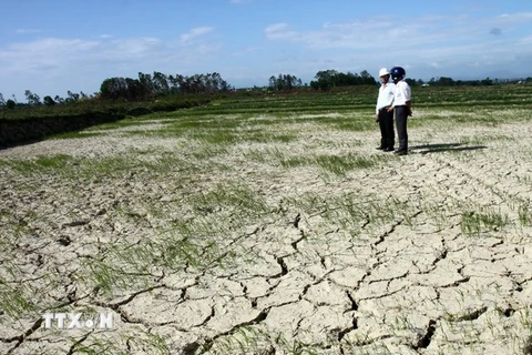 Quảng Ngãi: Hạn hán nặng, người dân phải mua nước cứu lúa