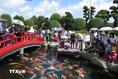 TP.HCM: Chiêm ngưỡng vẻ đẹp của 200 con cá Koi Nhật Bản