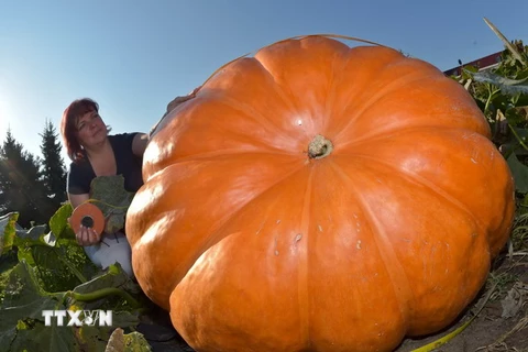 Một người Đức trồng được quả bí ngô khổng lồ nặng 260kg
