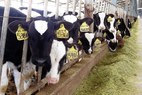 Australia đẩy mạnh bán đấu giá gia súc sống qua mạng