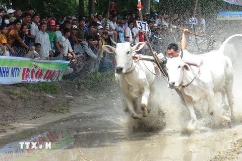 [Photo] Tưng bừng lễ hội đua bò Bảy Núi 2014 tại An Giang