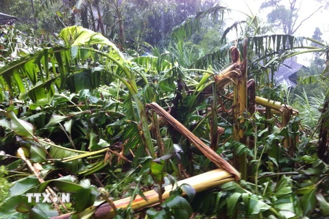 Hơn 600ha rau màu tại Bạc Liêu thiệt hại do mưa lớn và triều cường