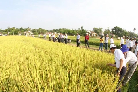 [Video] IRRI đưa sáng kiến nhằm gia tăng giá trị lúa gạo của Việt Nam 
