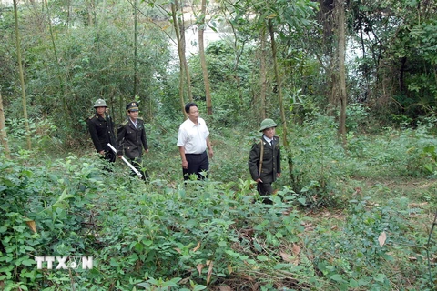 Tỉnh Quảng Ninh khoanh nuôi tái sinh được hơn 4.000ha rừng 
