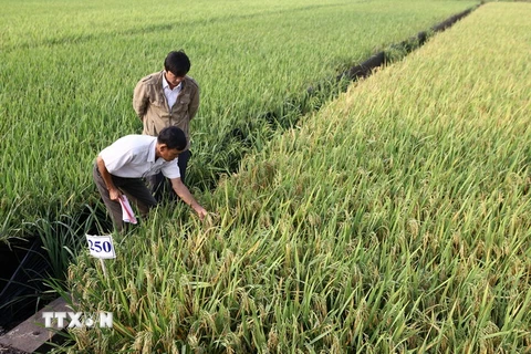 Hình thành các vùng nguyên liệu lúa Đồng bằng sông Cửu Long