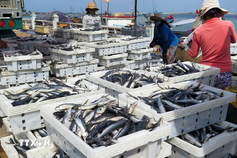 Cả nước đánh bắt gần 1,3 triệu tấn vụ cá Bắc năm 2014-2015