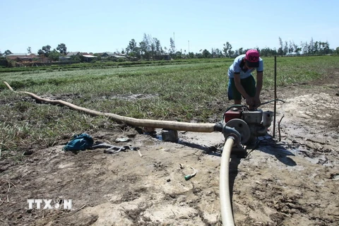 Nông dân Cà Mau thiệt hại hàng chục tỷ đồng do hạn hán