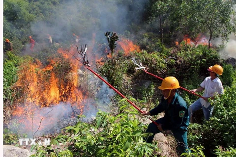 Thời tiết khô nóng khiến nguy cơ cháy rừng tăng cao. (Ảnh: Đỗ Trưởng/TTXVN)