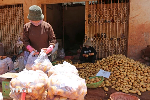 Từng bịch khoai tây Trung Quốc được dán mác khoai tây Đà Lạt chuẩn bị được chuyển lên xe tải để cung cấp cho chợ đầu mối các tỉnh. (Ảnh: Nguyễn Dũng/TTXVN)