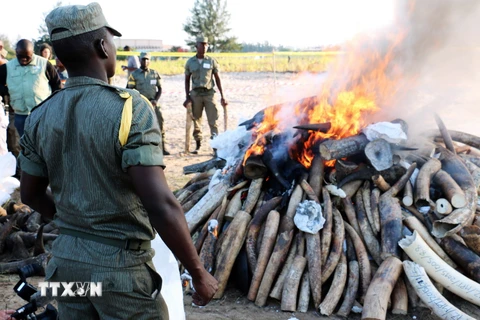 Thiêu hủy ngà voi và sừng tê giác. (Ảnh minh họa: AFP/TTXVN)