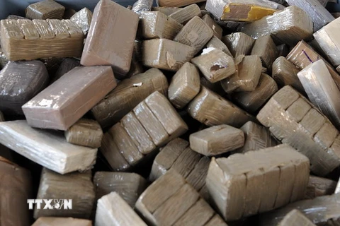 Ma túy được làm từ cây gai dầu. (Nguồn: AFP/TTXVN)