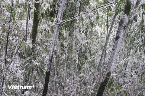 Băng tuyết phủ trắng cây cối. (Ảnh: Nguyễn Trọng Lịch/Vietnam+)