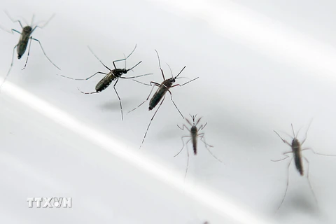 Các nhà khoa học nghiên cứu về muỗi Aedes - vật trung gian lây truyền virus Zika, tại một phòng thí nghiệm ở Martinique, Pháp. (Nguồn: AFP/TTXVN)