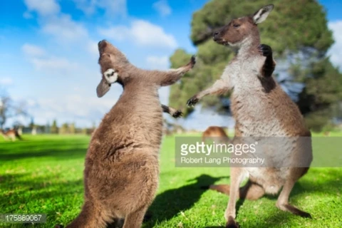 Australia thúc đẩy xuất khẩu thịt kangaroo ra thế giới