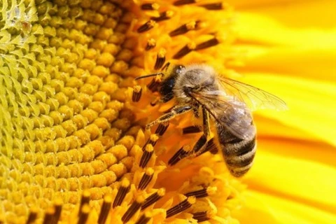 Phát hiện khoa học mới: Ong mật cũng "nghiện" thuốc trừ sâu
